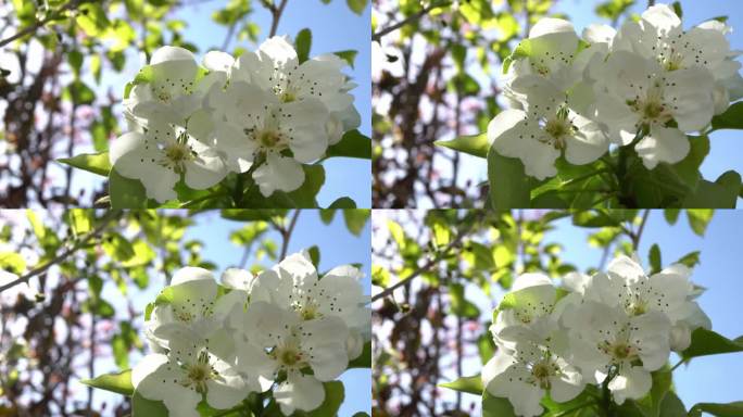 移动的梨花与树叶的特写镜头。