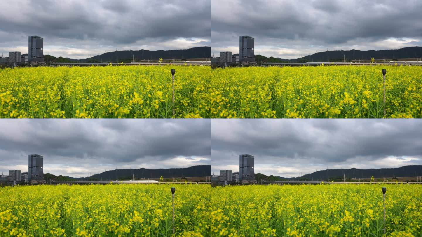 光明高铁油菜花