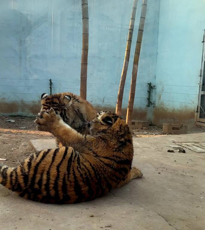 南京珍珠泉动物园小老虎打架嬉闹竖屏实拍