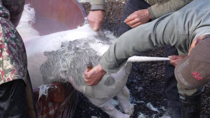 杀年猪褪猪毛