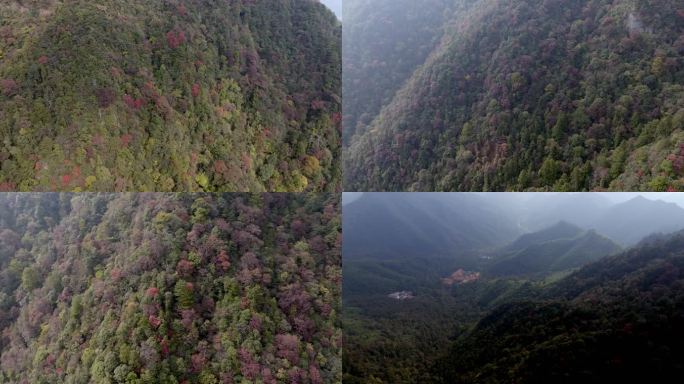 浙江临安天目山秋季风光