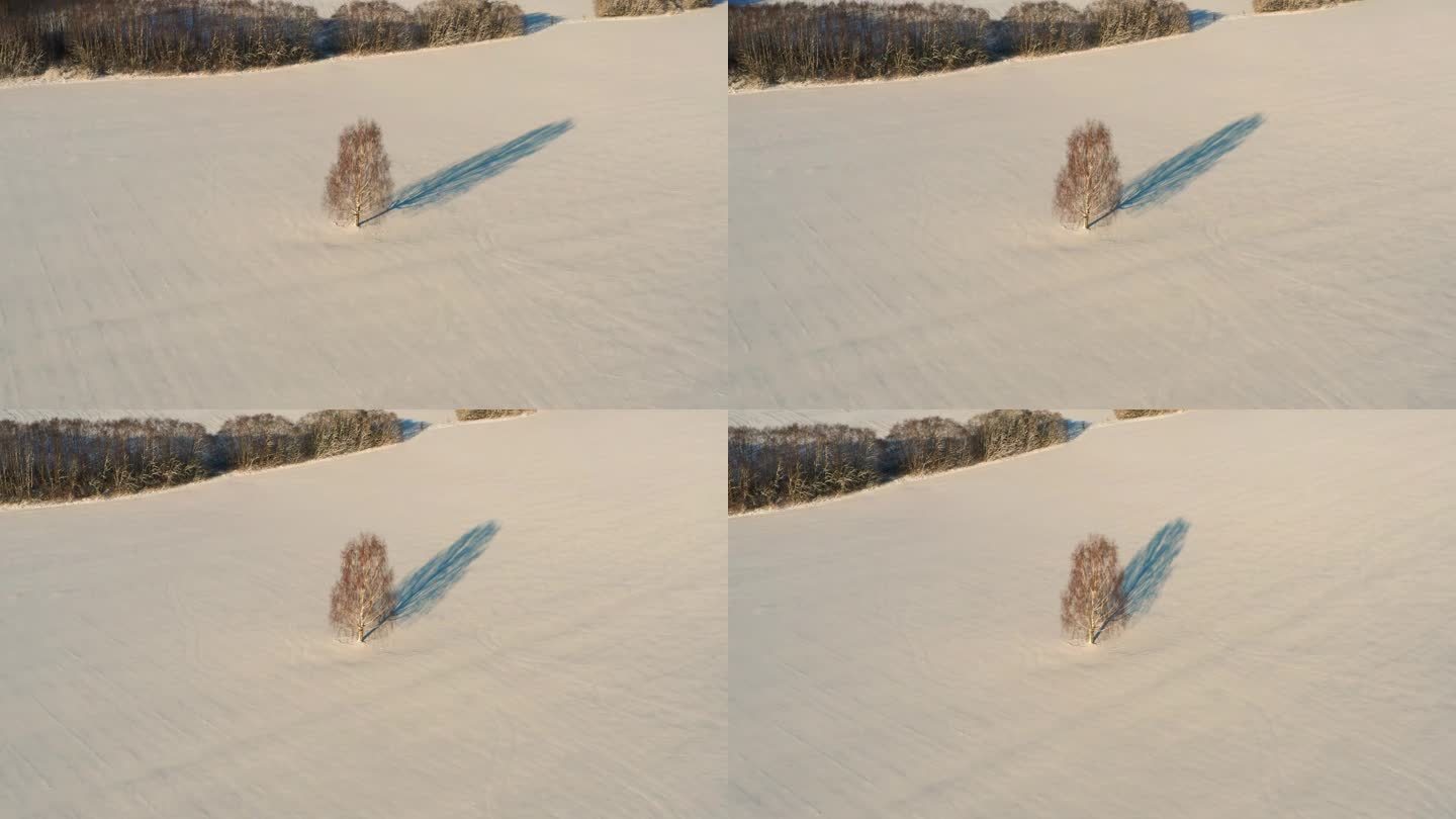 冬日夕阳下，白桦树在白雪皑皑的田野上投下长长的影子