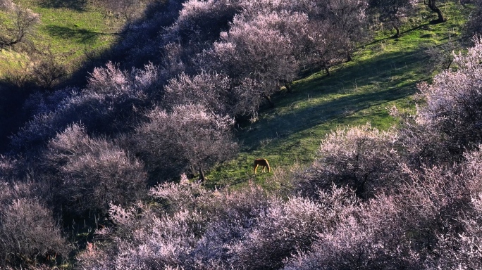 马儿在春天花丛中吃草 原创4K