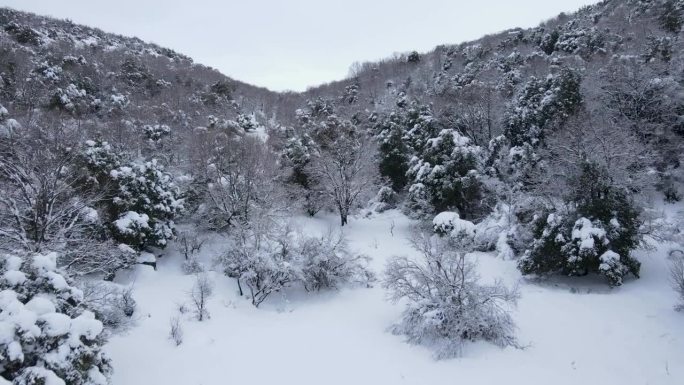 在以色列的冬天，无人驾驶飞机飞过黑门山(谢赫山)积雪覆盖的森林。