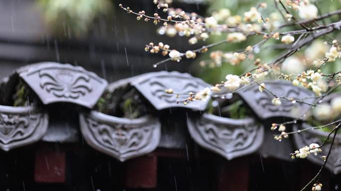 （慢镜头）杭州 古风 下雨天 屋檐 梅花