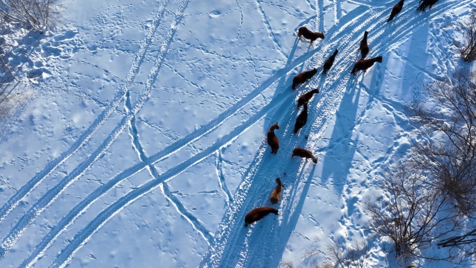 雪地马群