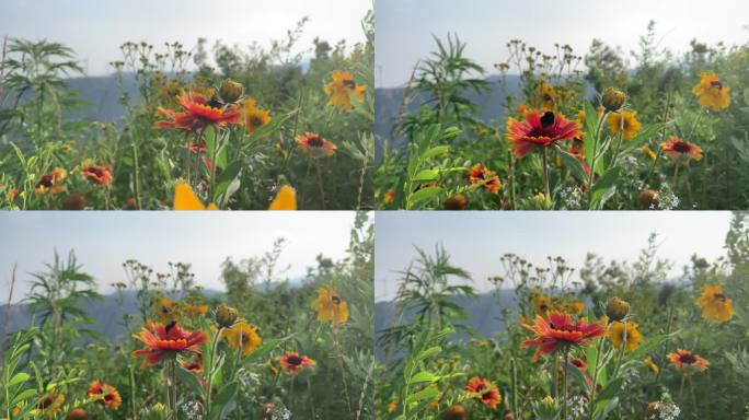 山顶随风摆动的花和蜜蜂