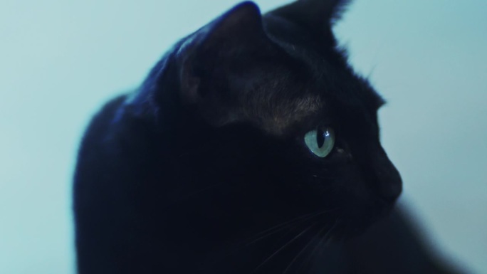黑猫眼黑猫迷信魔法