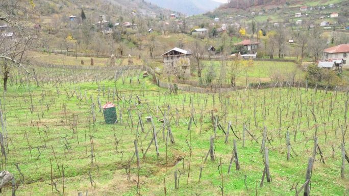 收获后的葡萄种植园，葡萄酒山谷，格鲁吉亚山区的葡萄田，乡村的正宗葡萄酒酿造