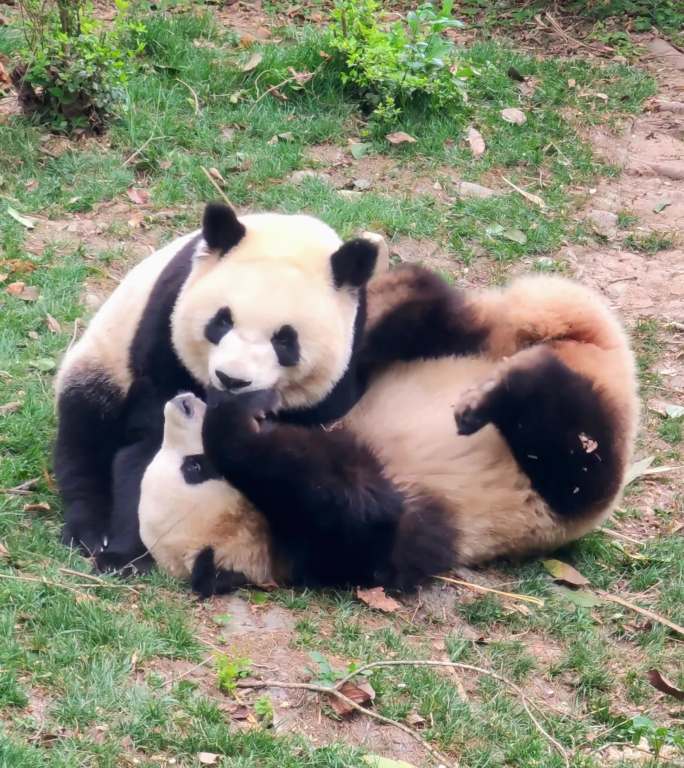 成都大熊猫繁育研究基地玩耍的熊猫