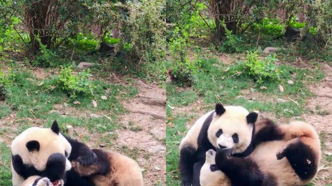 成都大熊猫繁育研究基地玩耍的熊猫