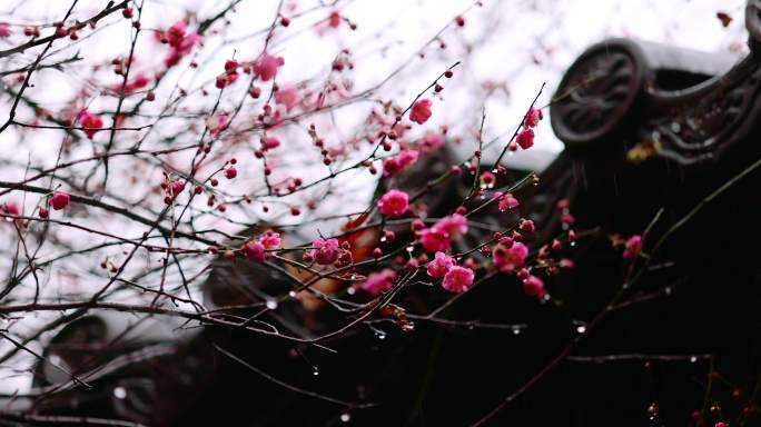 屋檐旁挂着雨滴的梅花特写