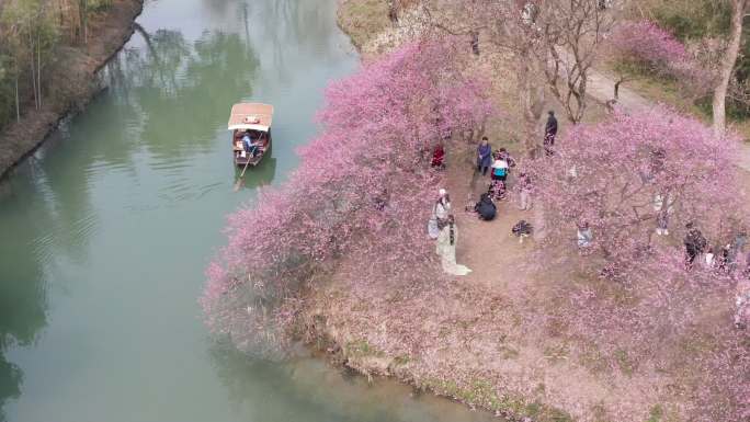 杭州西溪湿地梅花