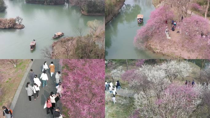 杭州西溪湿地梅花