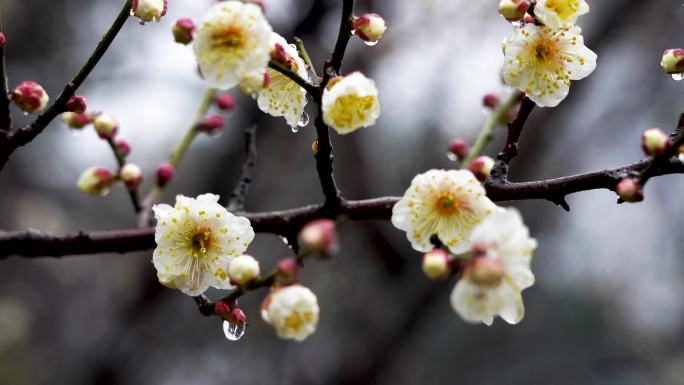 春天雨中的梅花花朵