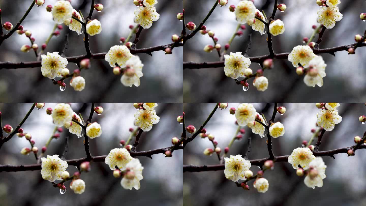 春天雨中的梅花花朵