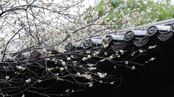 屋檐旁挂着雨滴的梅花特写