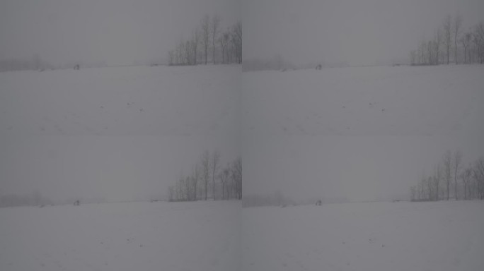 麦田4K索尼slog2北方冬天下雪视频