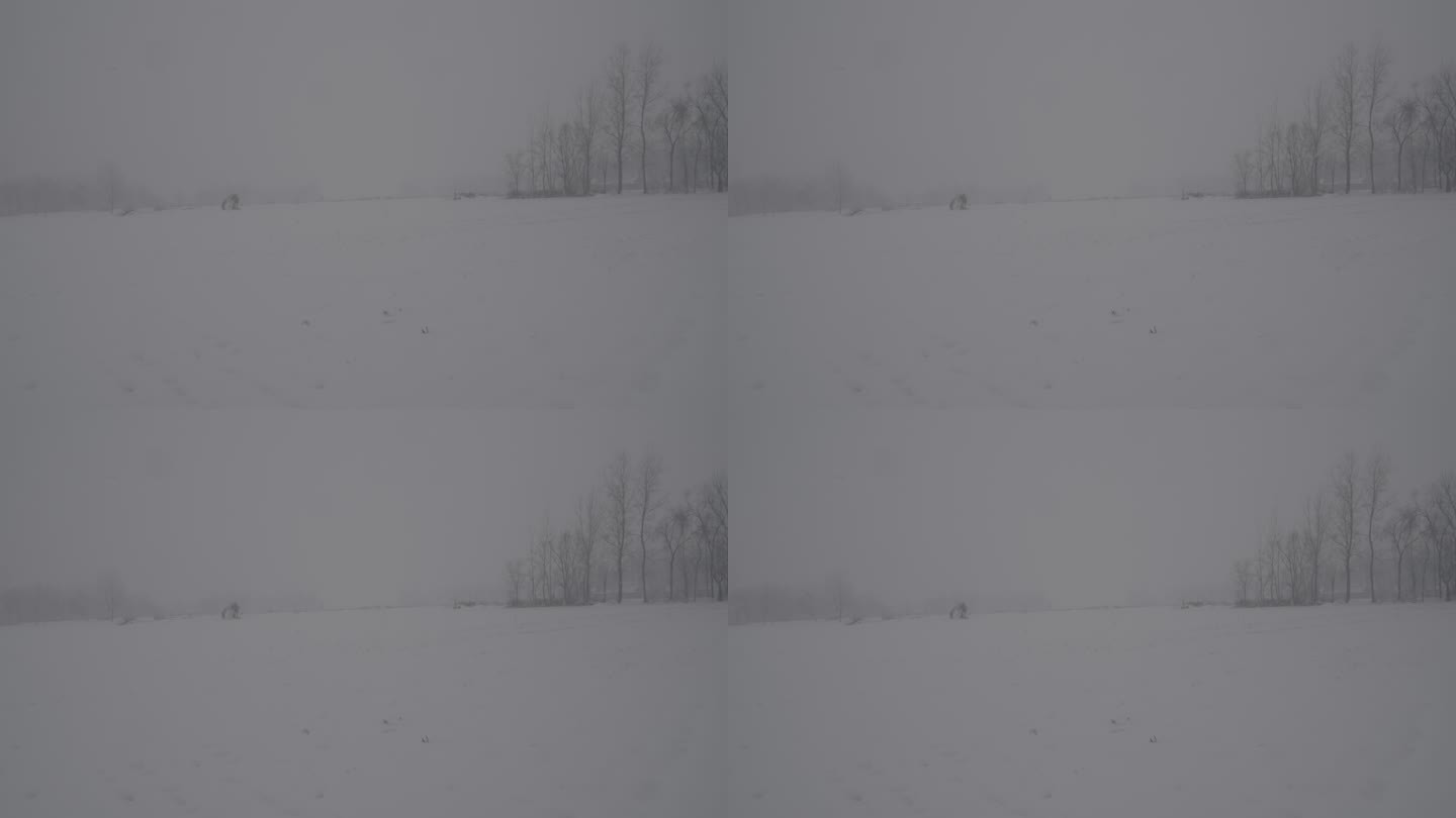 麦田4K索尼slog2北方冬天下雪视频