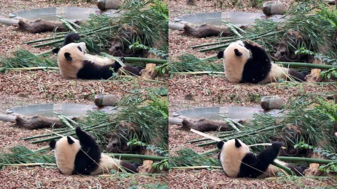 成都大熊猫繁育研究基地吃竹子的大熊猫