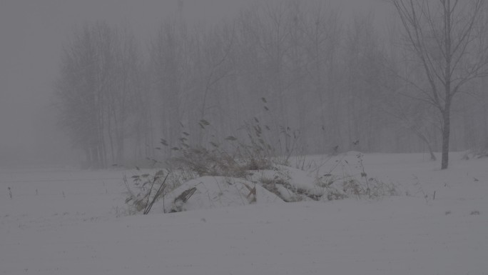 4K北方田地里的坟头冬天下雪视频