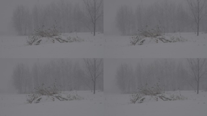 4K北方田地里的坟头冬天下雪视频
