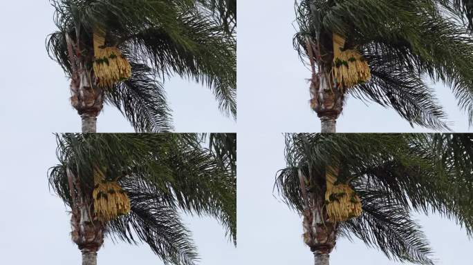 吸食棕榈花蜜的鹦鹉
