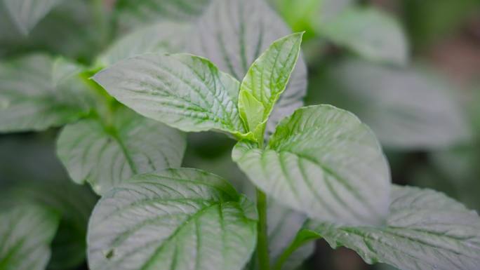 野生中草药灵香草