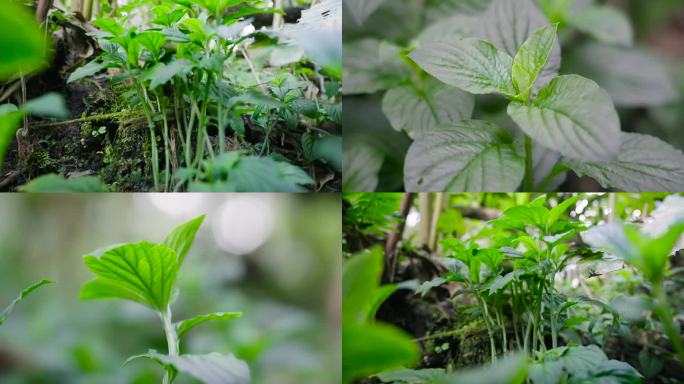 野生中草药灵香草