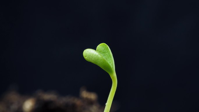 植物生长发芽延时