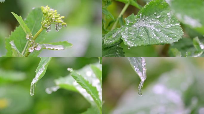 油菜苗上的冰挂