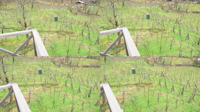 收获后的葡萄种植园，葡萄酒山谷，格鲁吉亚山区的葡萄田，乡村的正宗葡萄酒酿造