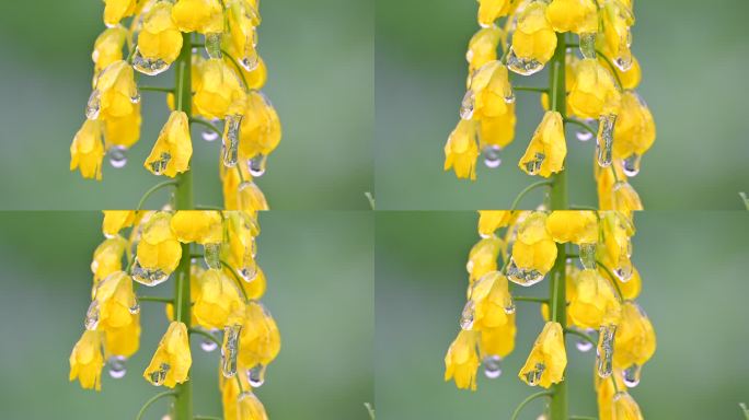 油菜花束上的冰挂