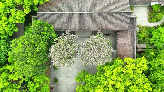 航拍杭州中兴东岳庙与庙内开花的古楸树