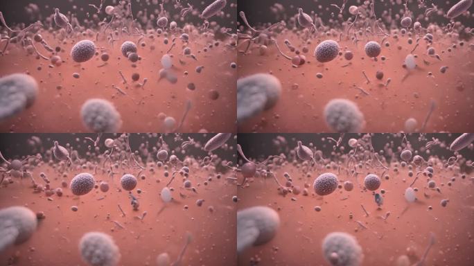 体内病毒病菌感染分裂