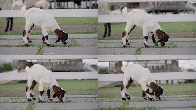 小白羊在草地上吃草的特写。在城市露天畜牧场吃草的小山羊。