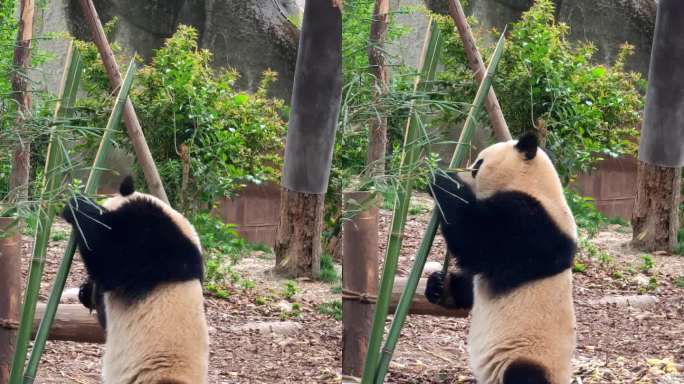 成都大熊猫繁育研究基地吃竹子的大熊猫