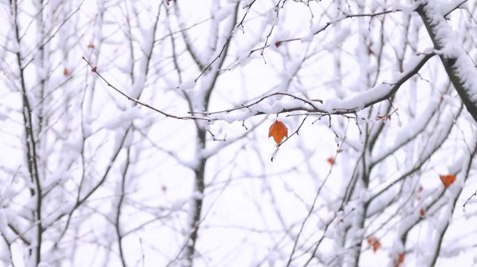 4K长沙雪景长沙暴雪空镜19