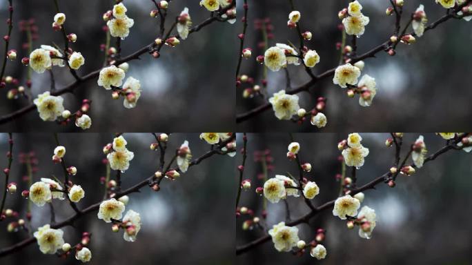 春天雨中的梅花花朵