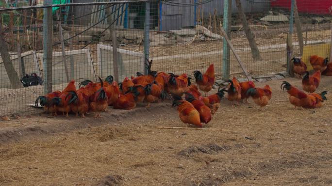 农村散养养鸡场
