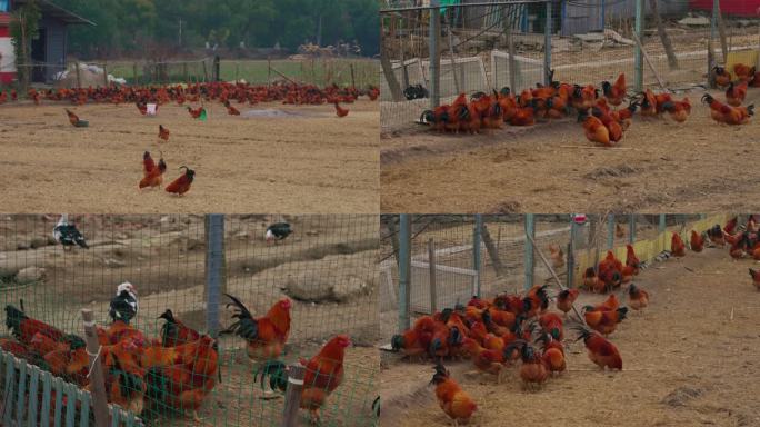 农村散养养鸡场