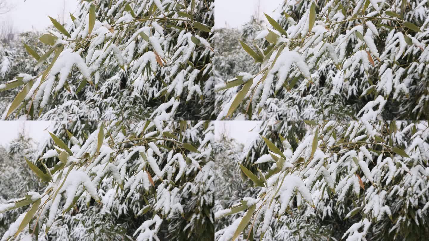 竹叶雪景