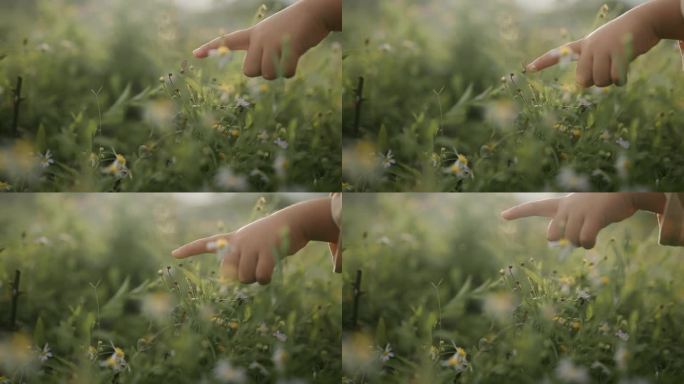 男孩的手指着一只蝴蝶
在夕阳下的森林草地上