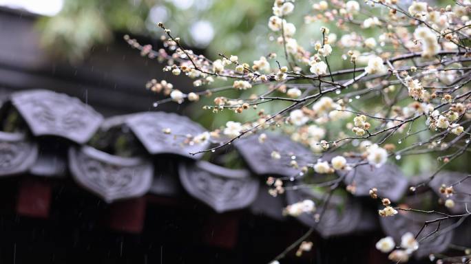 （慢镜头）杭州 古风 下雨天 屋檐 梅花