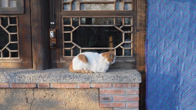 农村院子猫家猫留守家庭老房子