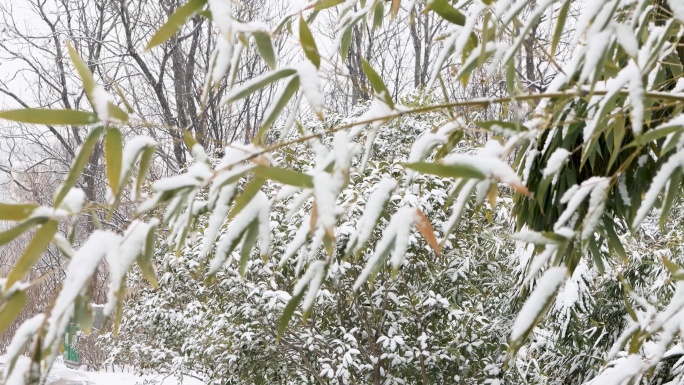 竹叶雪景