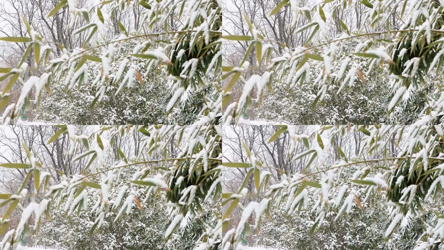 竹叶雪景