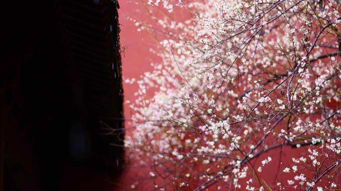 钱王祠红墙白梅雨水从屋檐滴落唯美慢镜头