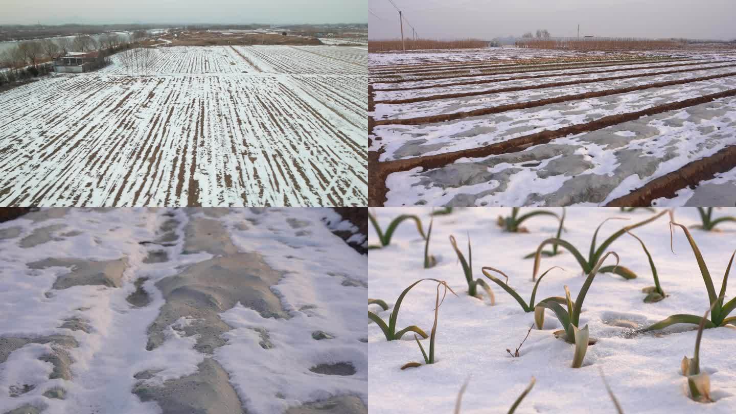航拍4K下雪后农作物农田田地农业受灾