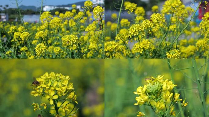 油菜花 油菜种植 蜜蜂 春暖花开